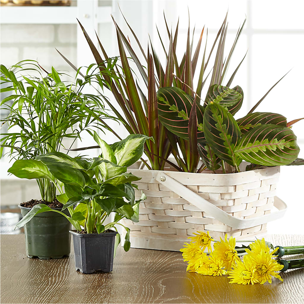 Florist Designed Blooming and Green Plants in a Basket – Lolas Blooms, Somerset NJ