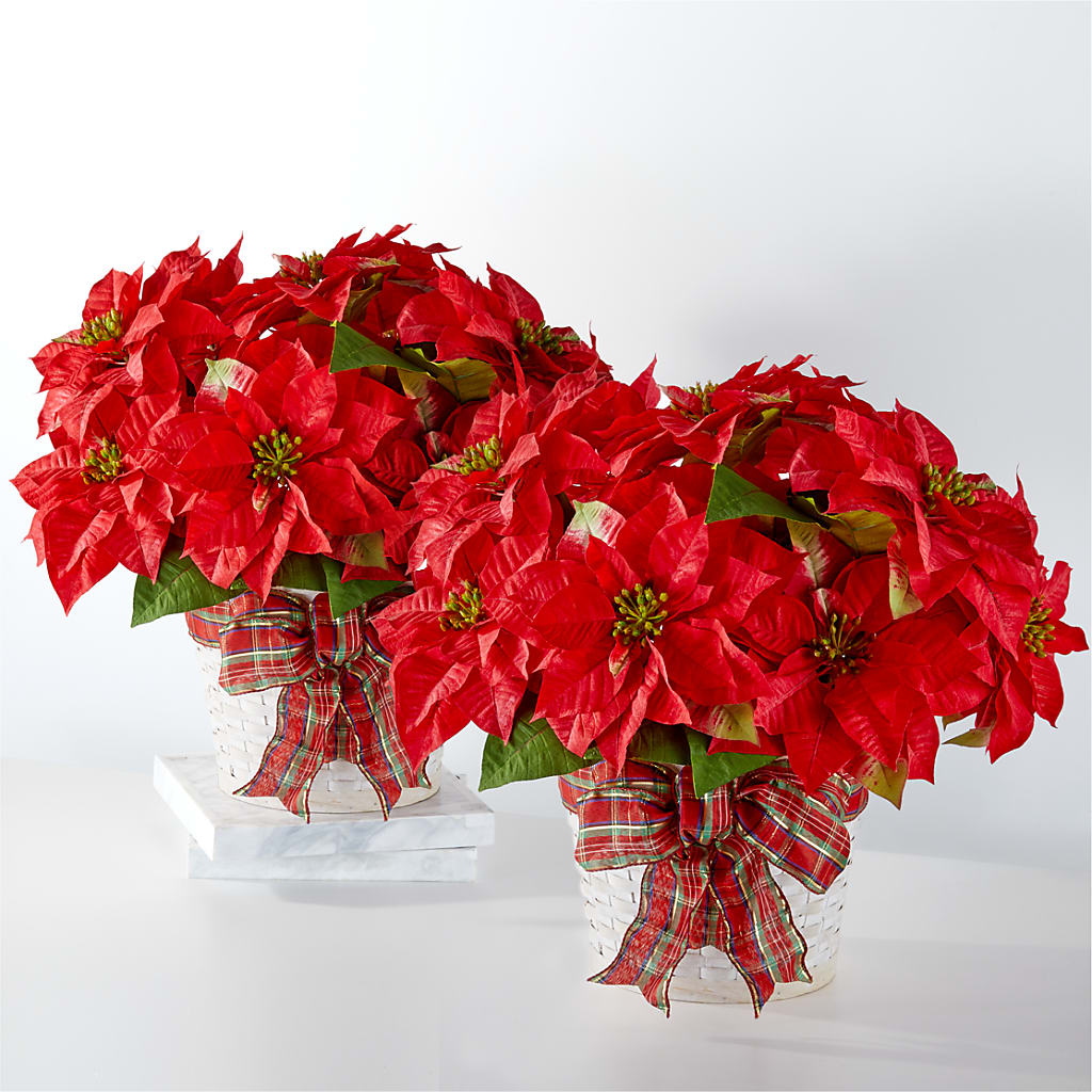 Happiest Holidays Poinsettia Bundle – Lolas Blooms, Somerset NJ