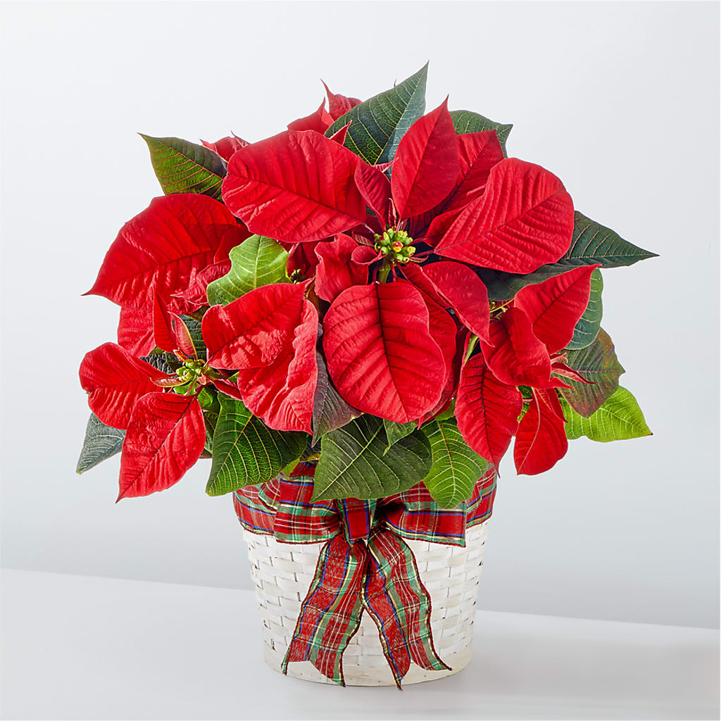 Happiest Holidays Poinsettia – Lolas Blooms, Somerset NJ