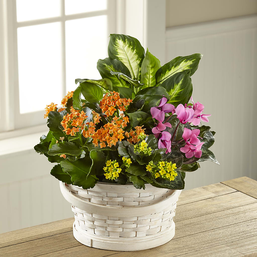 Color Crush Dishgarden – Lolas Blooms, Somerset NJ