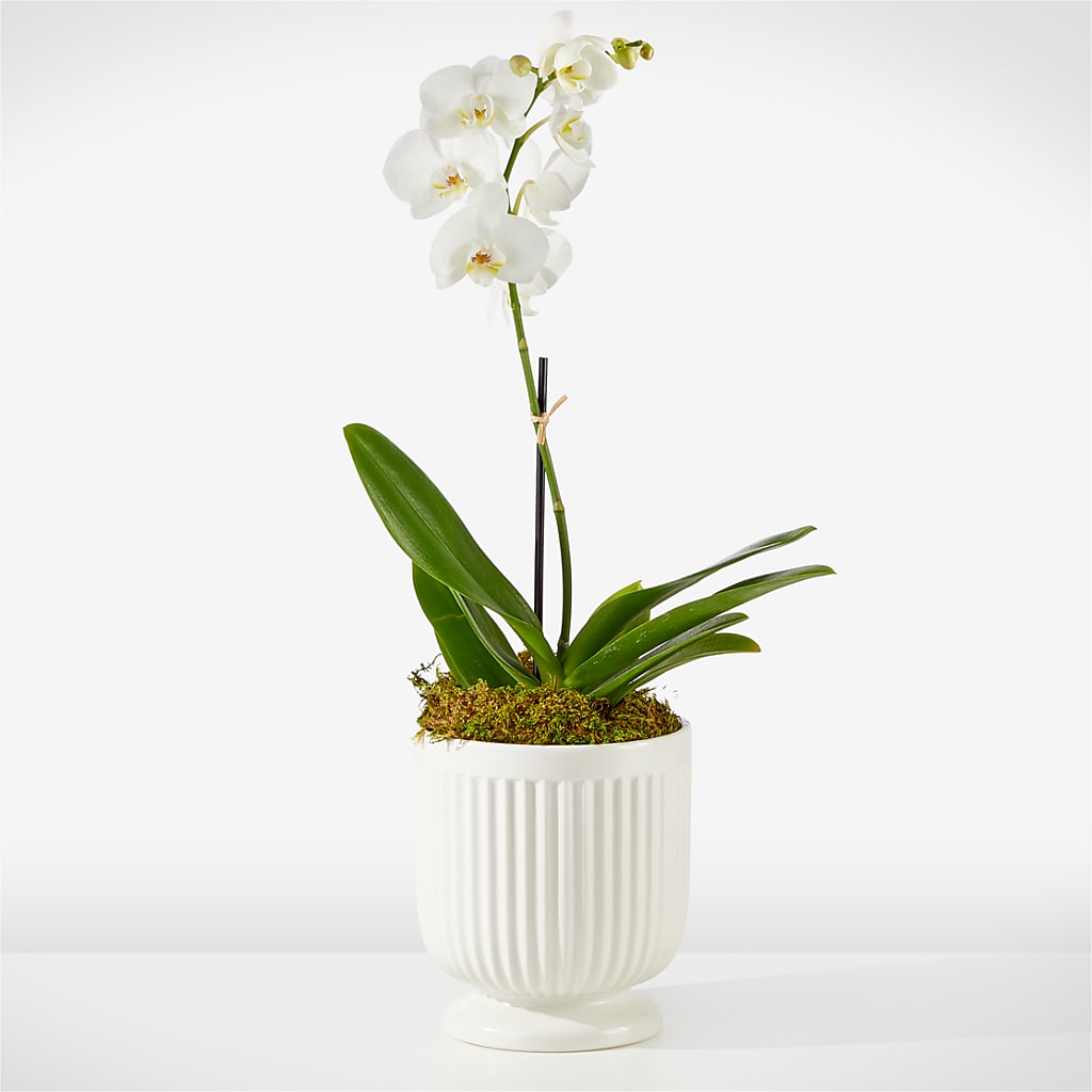 Whispering White Orchid – Lolas Blooms, Somerset NJ