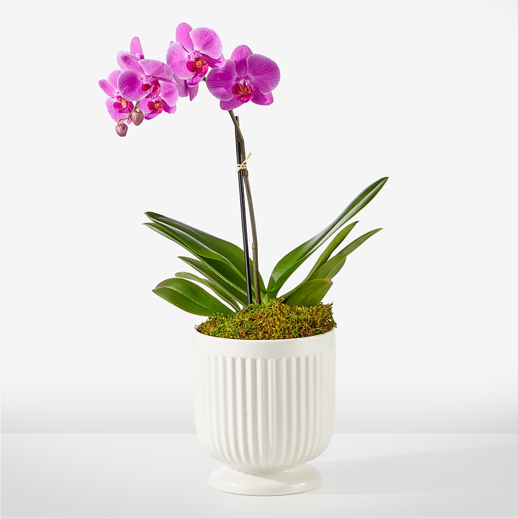 Friendly Fuchsia Orchid – Lolas Blooms, Somerset NJ