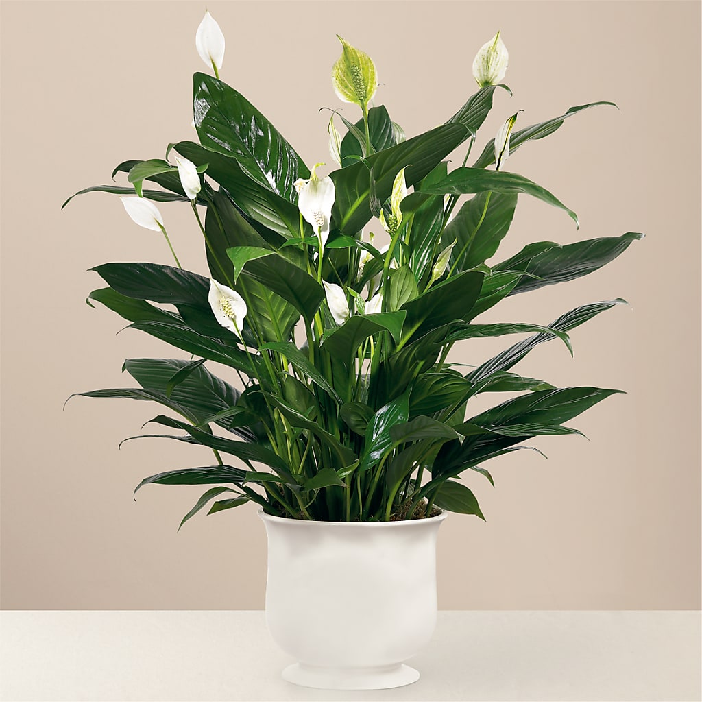 Comfort Planter – Lolas Blooms, Somerset NJ