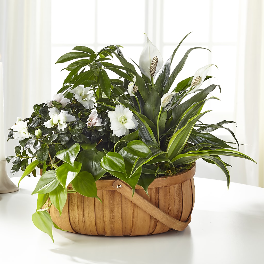 Serene Dishgarden – Lolas Blooms, Somerset NJ