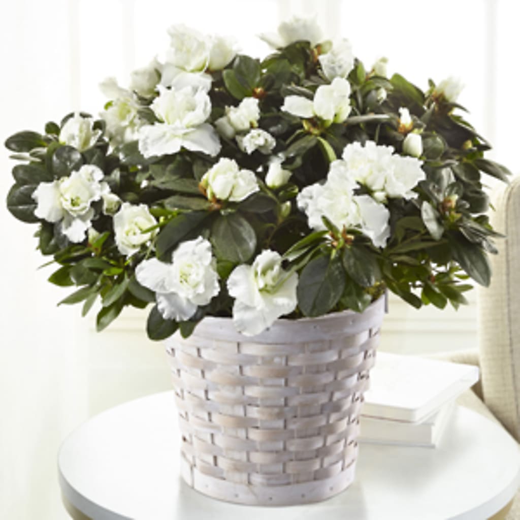 White Azalea Plant – Lolas Blooms, Somerset NJ