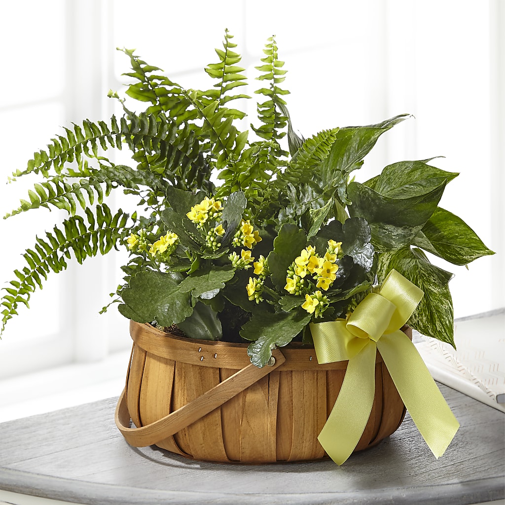 Always Dear Dishgarden – Lolas Blooms, Somerset NJ