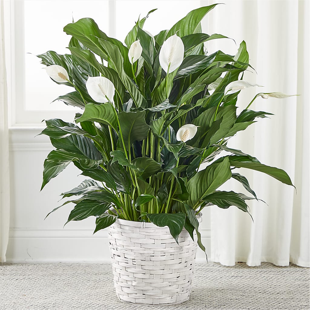 A New Leaf Peace Lily – Lolas Blooms, Somerset NJ