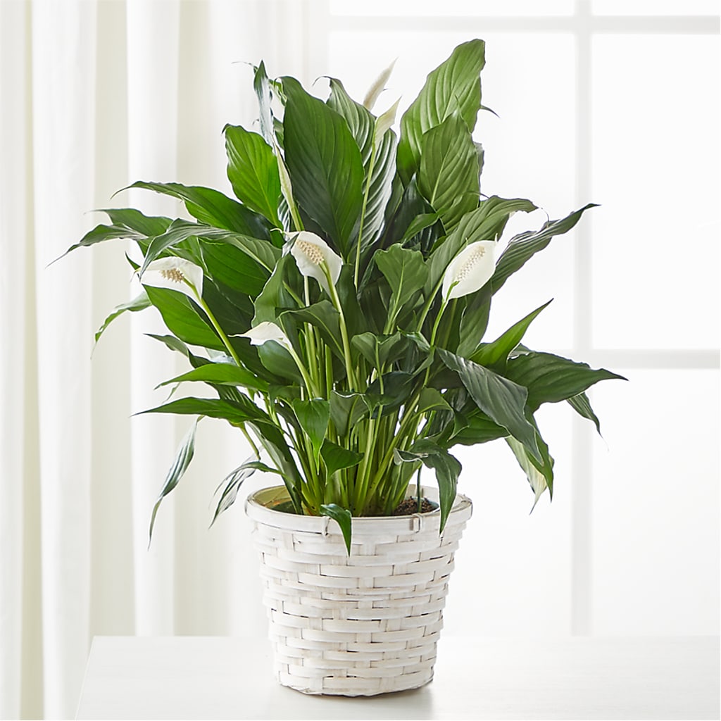 A New Leaf Peace Lily – Lolas Blooms, Somerset NJ