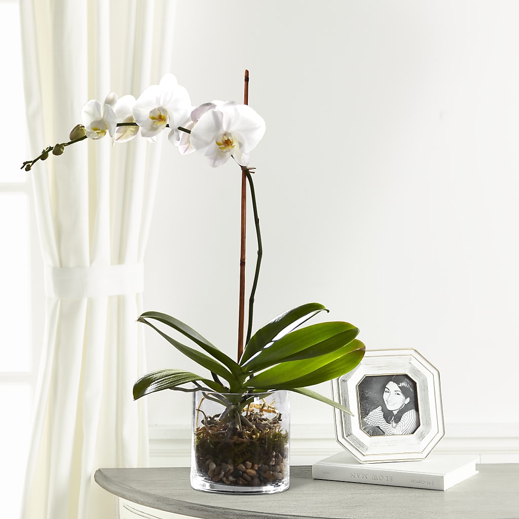 White Orchid Planter – Lolas Blooms, Somerset NJ