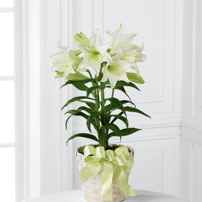Easter Lily Plant –  Lolas Blooms, Somerset NJ