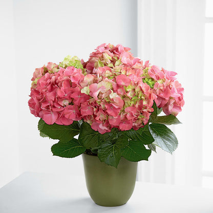 Pink Hydrangea Planter –  Lolas Blooms, Somerset NJ