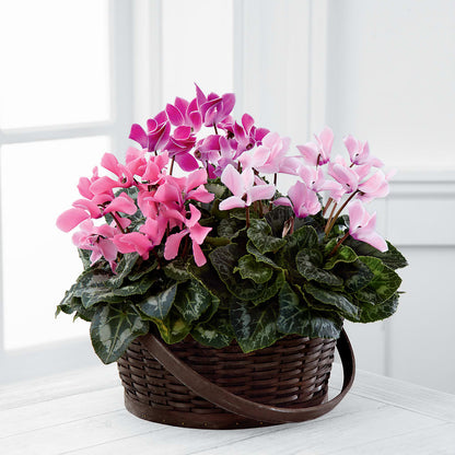 Mixed Cyclamen Planter –  Lolas Blooms, Somerset NJ
