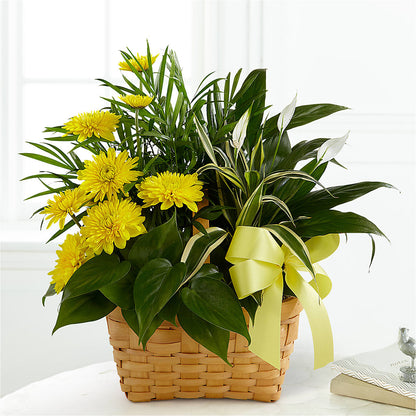 Loving Light Dishgarden –  Lolas Blooms, Somerset NJ