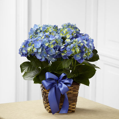 Blue Hydrangea Planter –  Lolas Blooms, Somerset NJ