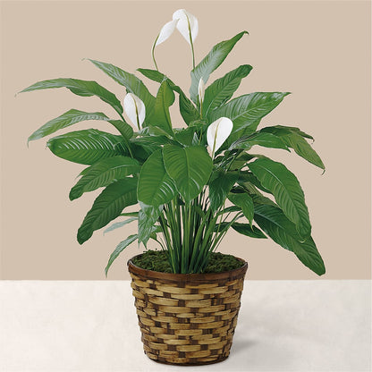 Tranquil Moments Peace Lily Plant –  Lolas Blooms, Somerset NJ