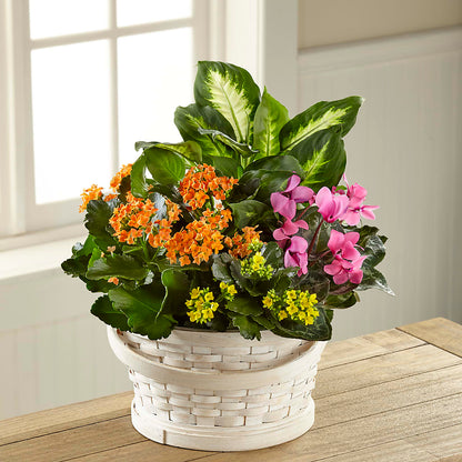 Color Crush Dishgarden –  Lolas Blooms, Somerset NJ