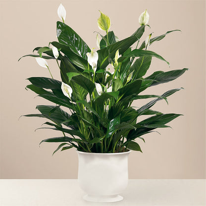 Comfort Planter –  Lolas Blooms, Somerset NJ