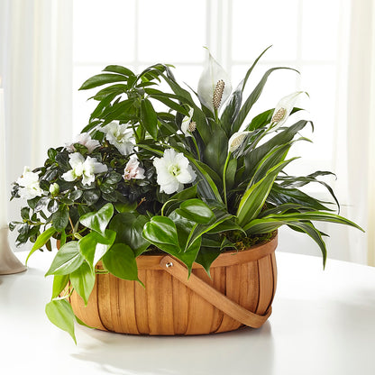 Serene Dishgarden –  Lolas Blooms, Somerset NJ