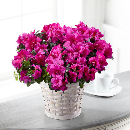 Hope & Serenity Azalea Plant –  Lolas Blooms, Somerset NJ