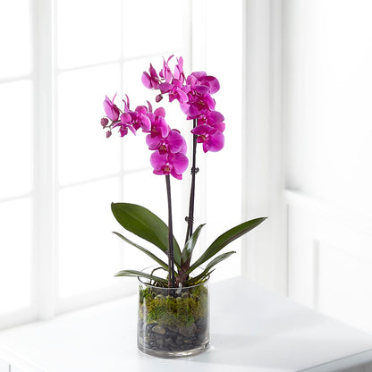 Pink Orchid Plant –  Lolas Blooms, Somerset NJ