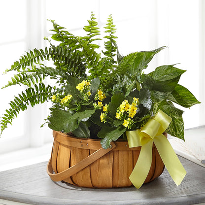 Always Dear Dishgarden –  Lolas Blooms, Somerset NJ