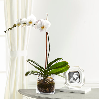 White Orchid Planter –  Lolas Blooms, Somerset NJ